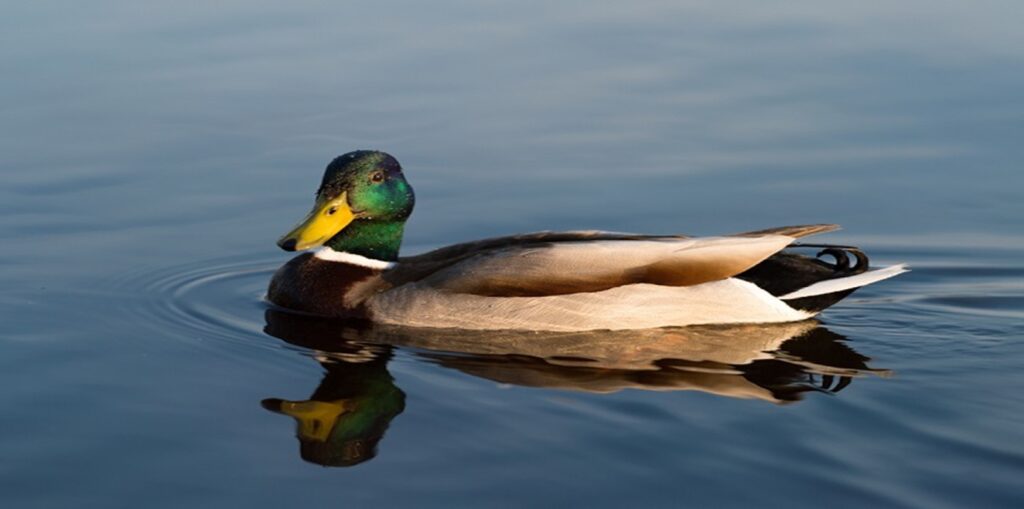 Duck Syndrome: Gejala dan Cara Mengatasinya