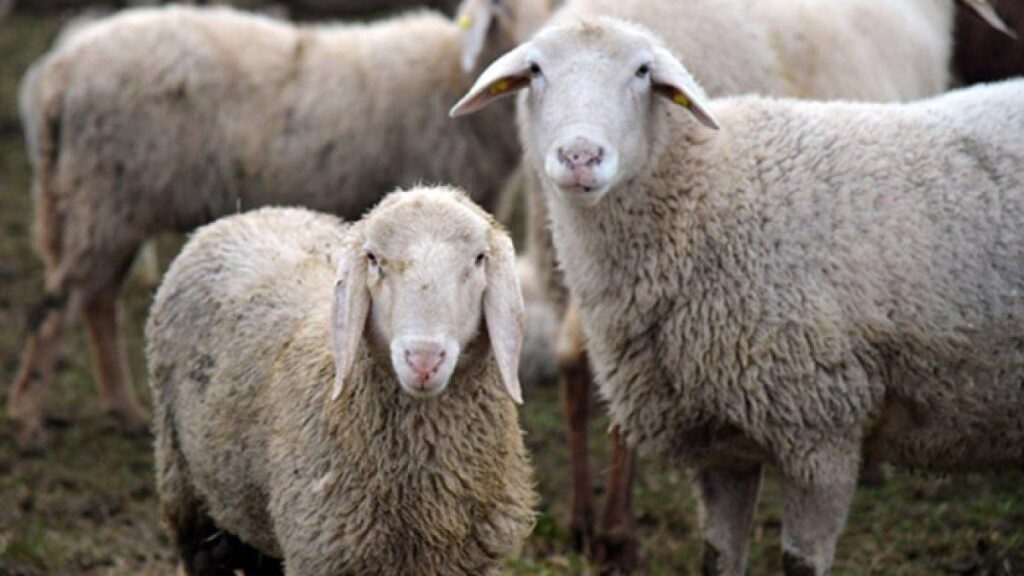 Fenomena Misterius, Ratusan Domba Jalan Berputar 12 Hari Tanpa Henti
